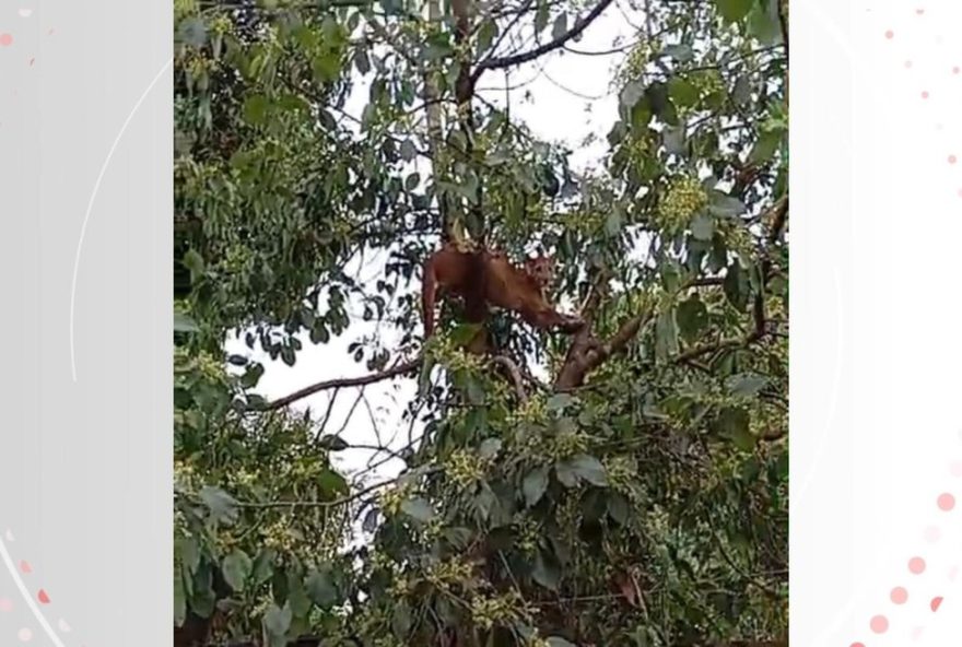 onca-parda-surge-em-quintal-de-casa-no-parana3A-moradora-relata-susto-e-alerta-sobre-avistamentos.-saiba-mais