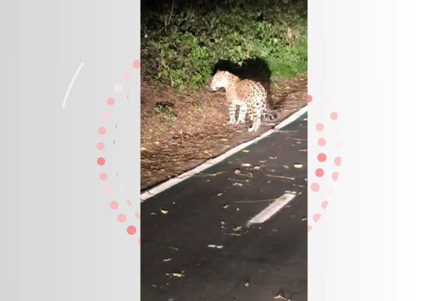 onca-pintada-descansa-na-ciclovia-do-parque-nacional-do-iguacu3A-video-revela-avistamento-raro-da-femea-cacira