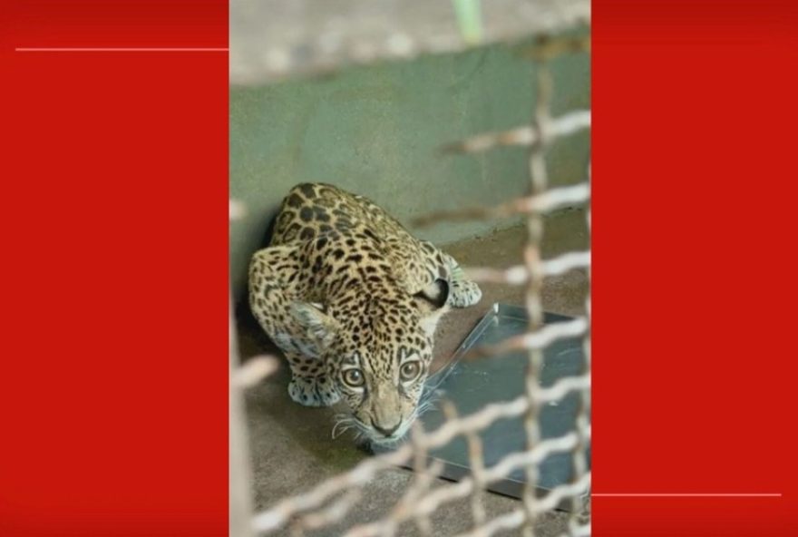 onca-pintada-resgatada-de-roraima-e-treinada-para-voltar-a-natureza3A-assista-ao-video0A0A