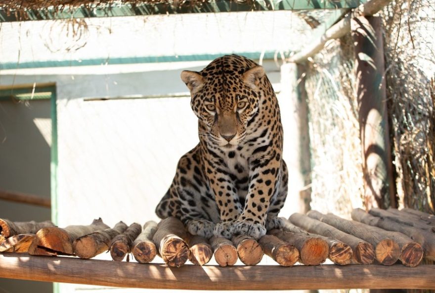 onca-pintada-resgatada-recebe-treinamento-inedito-para-ser-solta onca-pintada-resgatada-recebe-treinamento-inedito-para-ser-solta