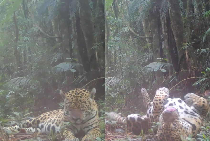 onca-pintada2C-maior-felino-das-americas2C-flagrada-descansando-em-unidade-de-conservacao