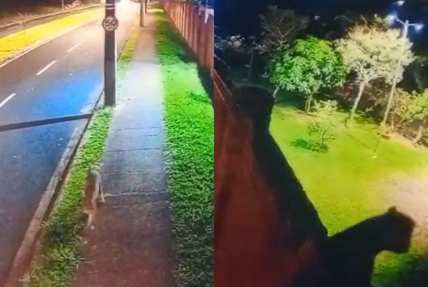 oncas-pardas-sao-avistadas-nas-ruas-do-diario-do-estado-e-alto-paranaiba3A-especialista-explana-sobre-o-fenomeno