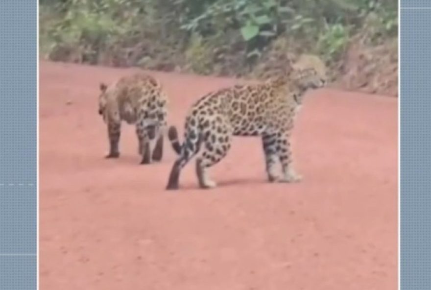 oncas-pintadas-flagradas-em-floresta-do-para3A-video-impressionante