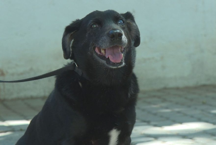 ong-de-ilha-de-guaratiba-promove-campanha-de-adocao-temporaria-de-animais-resgatados-das-ruas ong-de-ilha-de-guaratiba-promove-campanha-de-adocao-temporaria-de-animais-resgatados-das-ruas