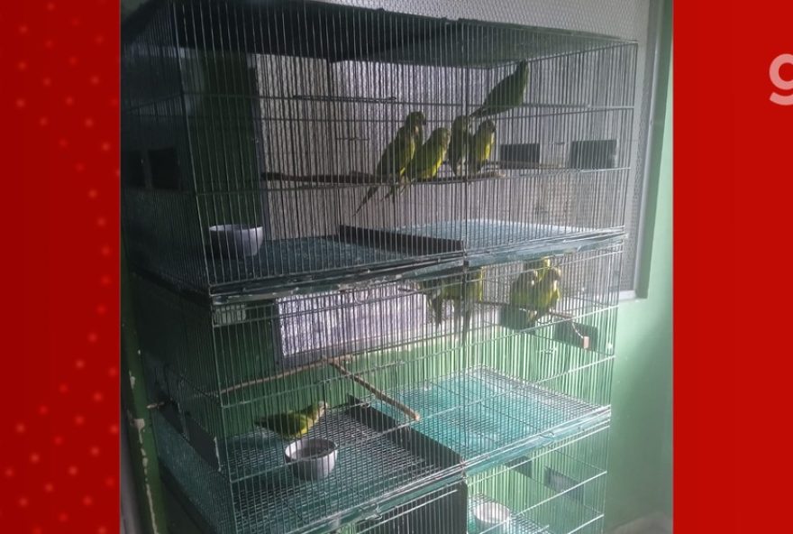 onze-periquitos-resgatados-no-maranhao-morrem-apos-queda-de-arvore onze-periquitos-resgatados-no-maranhao-morrem-apos-queda-de-arvore