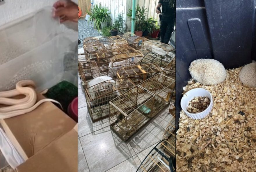 operacao-aruana-combate-trafico-de-animais-em-5-estados-do-brasil