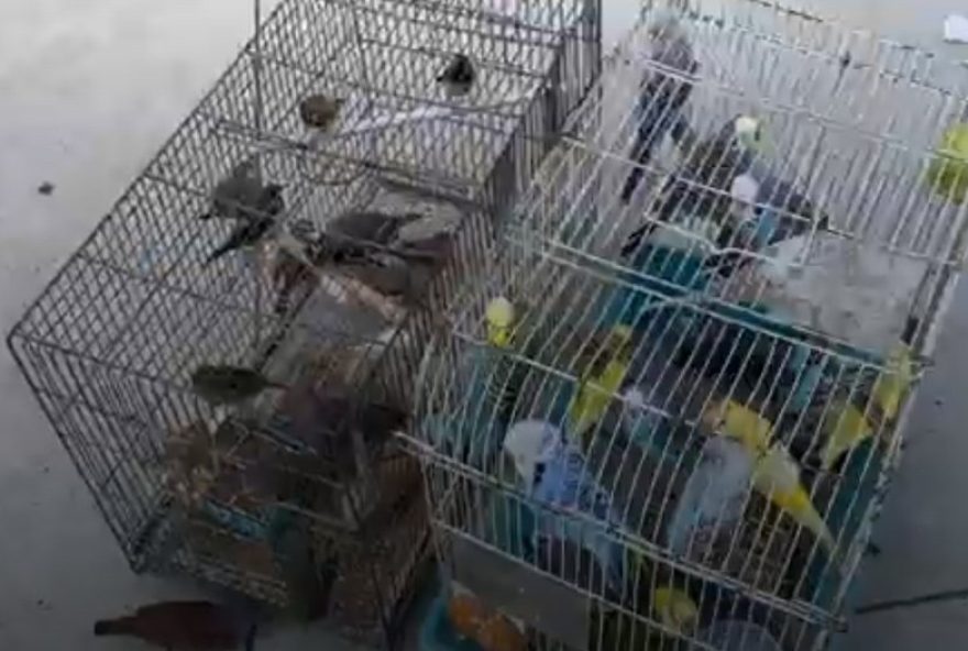 operacao-bem-sucedida-do-inea-apreende-52-passaros-na-tijuca3A-pixoxo-entre-as-especies-resgatadas.-tres-individuos-serao-responsabilizados
