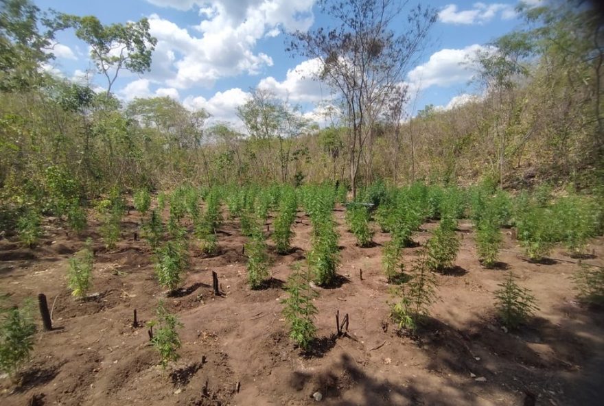 operacao-carcara-viii-da-policia-federal-combate-plantio-ilegal-de-maconha-no-maranhao
