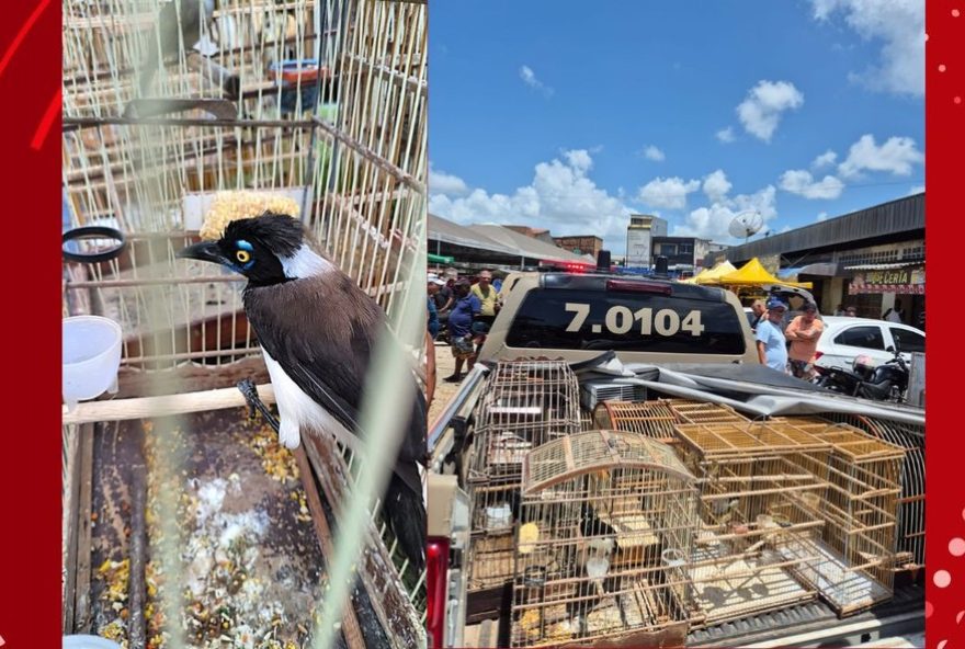 operacao-da-coppa-resgata-mais-de-100-aves-em-feiras-da-ba3A-dupla-e-presa-por-comercio-ilegal-de-animais-silvestres operacao-da-coppa-resgata-mais-de-100-aves-em-feiras-da-ba3A-dupla-e-presa-por-comercio-ilegal-de-animais-silvestres