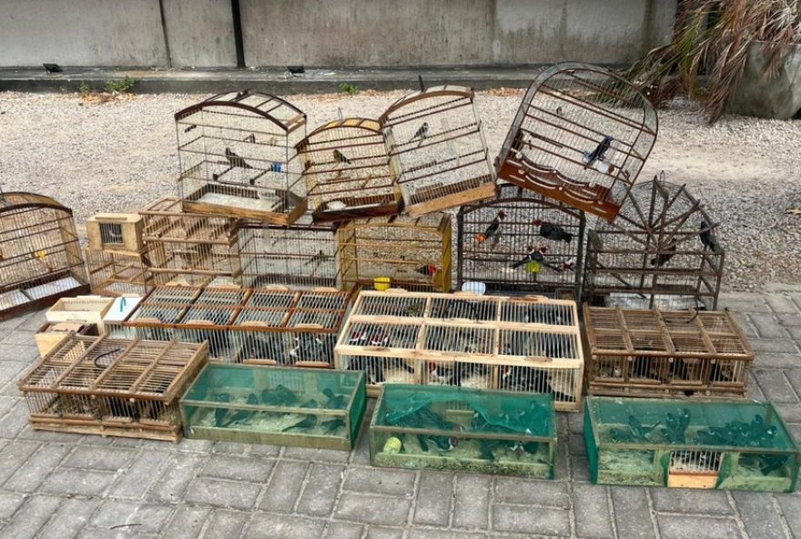 operacao-da-pmce-apreende-170-aves-silvestres-em-feira-livre-de-pacajus3A-homem-e-preso-e-multado-por-crime-ambiental.-denuncias-sao-fundamentais-para-combater-o-trafico-ilegal-de-animais