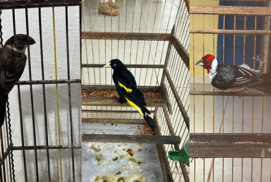 operacao-da-prf-apreende-27-animais-silvestres-e-prende-14-pessoas-no-ma operacao-da-prf-apreende-27-animais-silvestres-e-prende-14-pessoas-no-ma