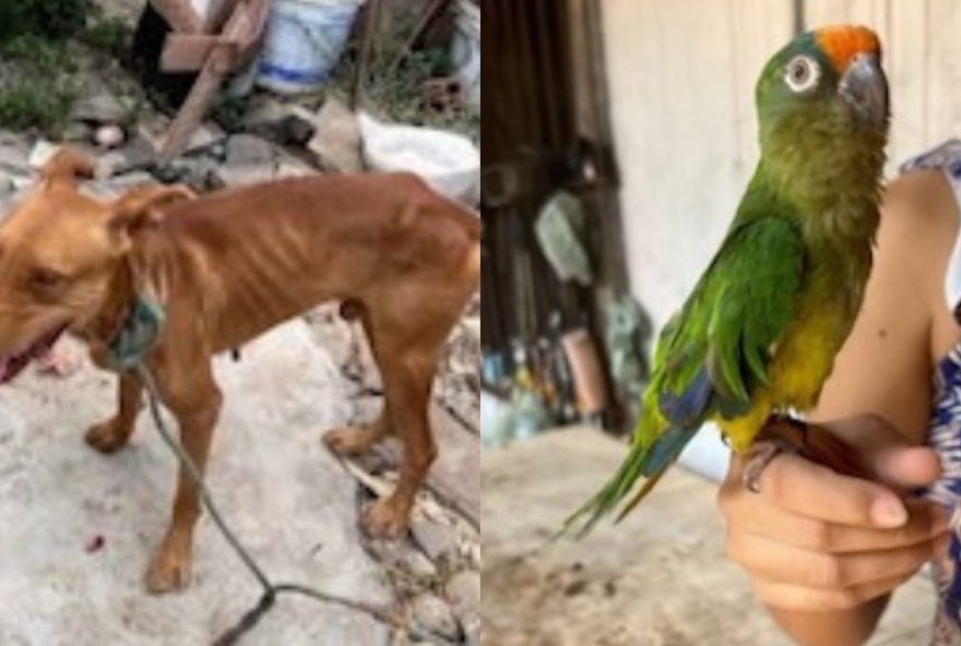 operacao-de-fiscalizacao-resgata-animais-vitimas-de-maus-tratos-em-salvaterra2C-para