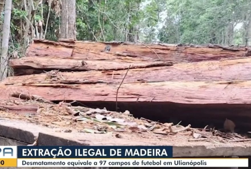 operacao-de-flagra-desmatamento-ilegal-equivalente-a-97-campos-no-para operacao-de-flagra-desmatamento-ilegal-equivalente-a-97-campos-no-para