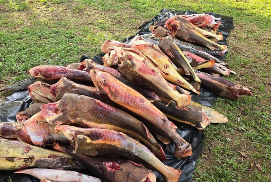 operacao-do-cma-apreende-4-toneladas-de-pescado-ilegal-na-amazonia3A-garimpo2C-dinheiro-e-ouro-tambem-sao-apreendidos.-medida-visa-proteger-especies-em-periodo-de-defeso