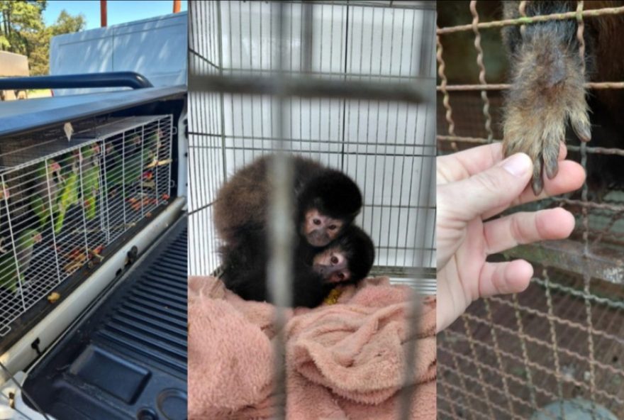 operacao-do-ibama-resgata-mais-de-170-animais-em-situacao-de-maus-tratos-no-oeste-de-sc3A-macacos-prego2C-saguis-e-papagaios