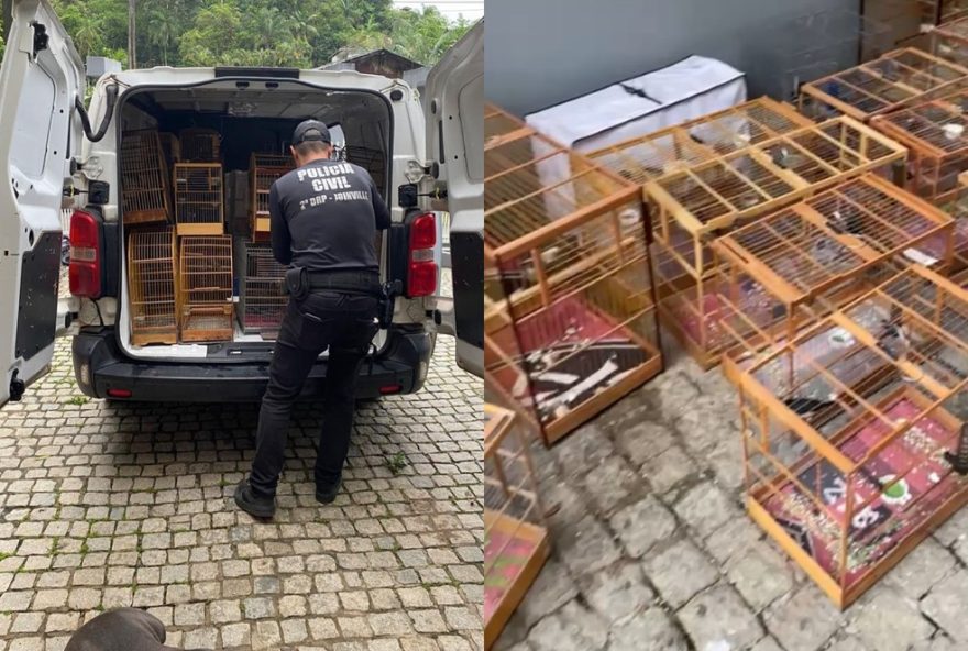 operacao-em-joinville-resgata-212-aves-em-cativeiro-para-venda-ilegal