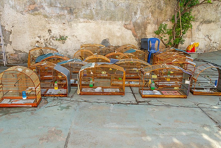 operacao-em-juiz-de-fora-e-6-cidades-resgata-50-aves-e-aplica-multa-de-r24-66-mil-por-trafico-de-animais-silvestres operacao-em-juiz-de-fora-e-6-cidades-resgata-50-aves-e-aplica-multa-de-r24-66-mil-por-trafico-de-animais-silvestres
