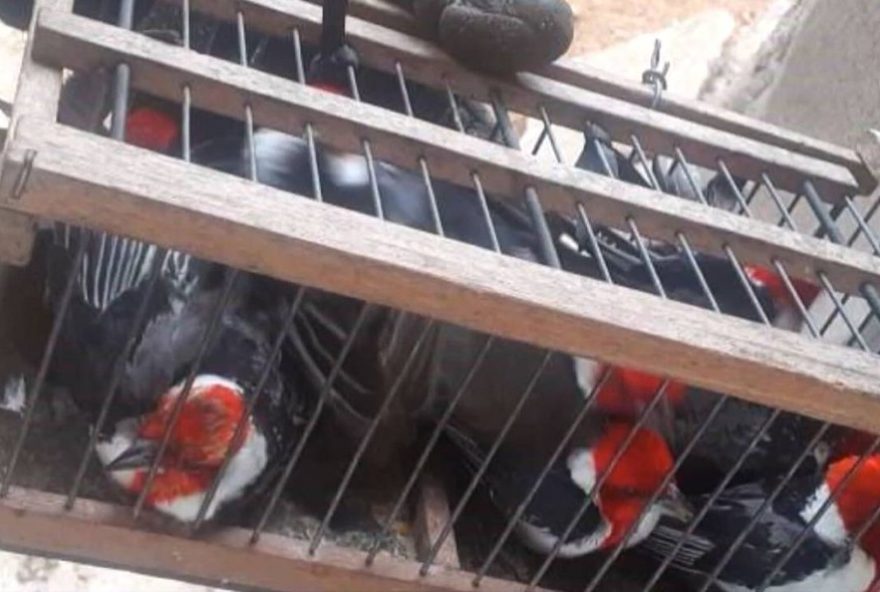 operacao-fauna-protegida3A-dois-presos-por-trafico-de-aves-silvestres