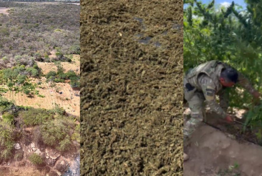 operacao-integrada-entre-piaui-e-pernambuco-resulta-em-apreensao-de-5-toneladas-de-maconha