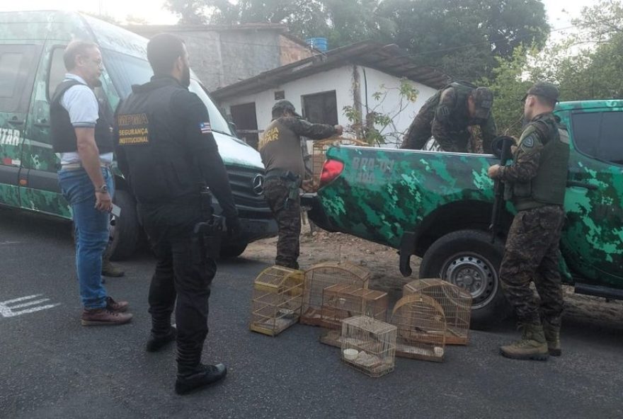 operacao-libertas3A-51-aves-resgatadas-em-sao-luis-em-combate-ao-trafico-de-animais operacao-libertas3A-51-aves-resgatadas-em-sao-luis-em-combate-ao-trafico-de-animais
