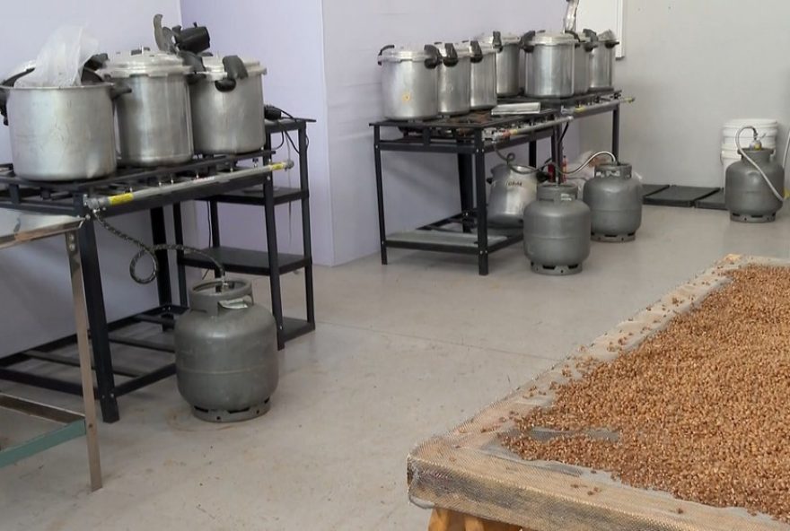 operacao-no-parana-desmonta-rede-de-producao-de-cogumelos-alucinogenos