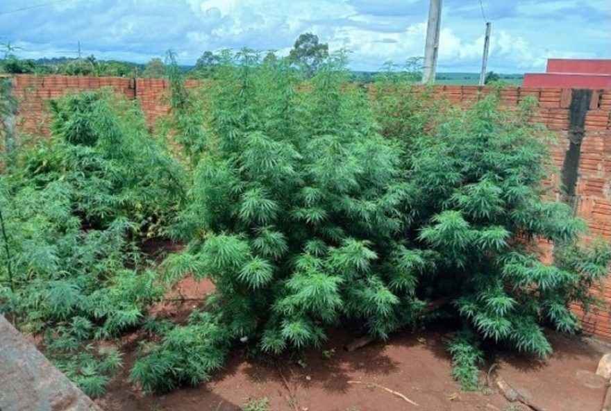 operacao-policial-apreende-pes-de-maconha-e-haxixe-em-salto-grande2C-interior-de-sp3B-um-homem-e-preso