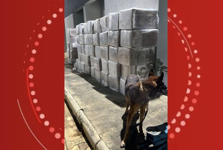operacao-policial-prende-homem-com-quase-3-toneladas-de-maconha-em-caminhao-na-bahia