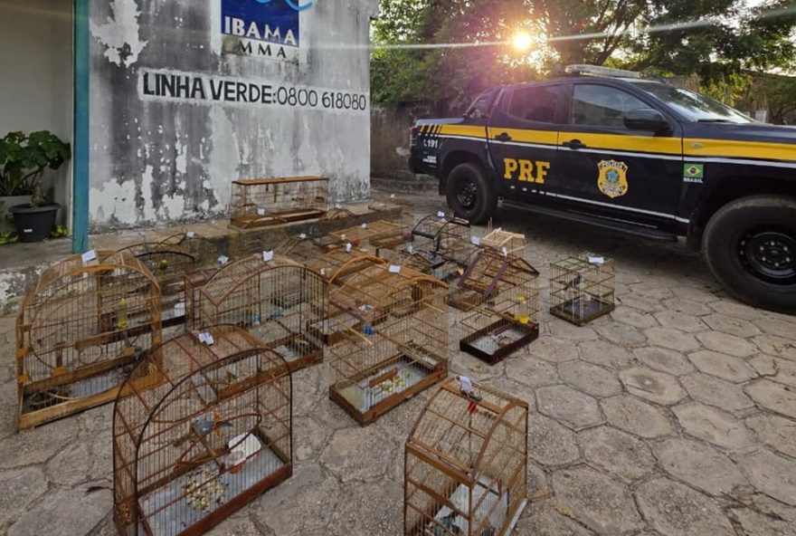 operacao-protecao-integral-da-prf-combate-crimes-ambientais-no-maranhao operacao-protecao-integral-da-prf-combate-crimes-ambientais-no-maranhao