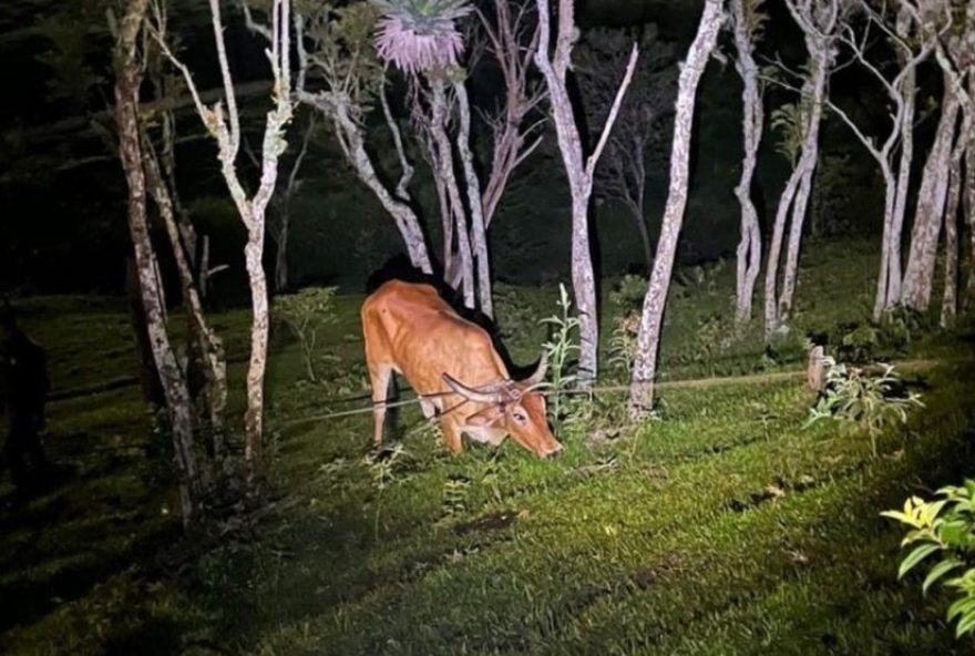 operacao-quaresma-visa-combater-a-farra-do-boi-em-santa-catarina3A-multas-de-ate-r2420-mil-para-participantes-e-promotores operacao-quaresma-visa-combater-a-farra-do-boi-em-santa-catarina3A-multas-de-ate-r2420-mil-para-participantes-e-promotores