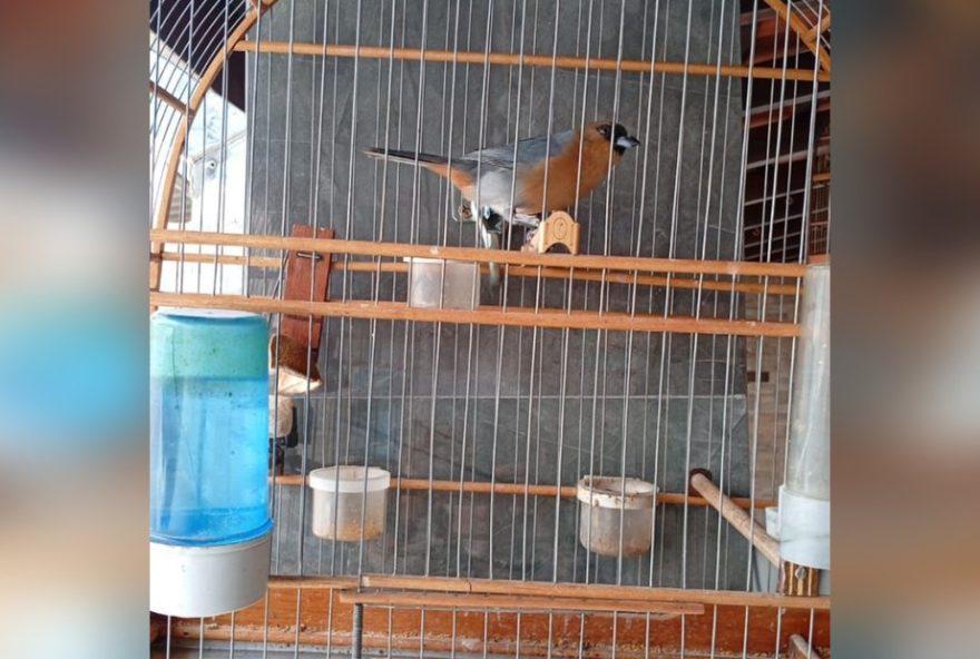 operacoes-em-sorocaba-apreendem-aves-silvestres-e-espingardas-em-combate-aos-maus-tratos-aos-animais