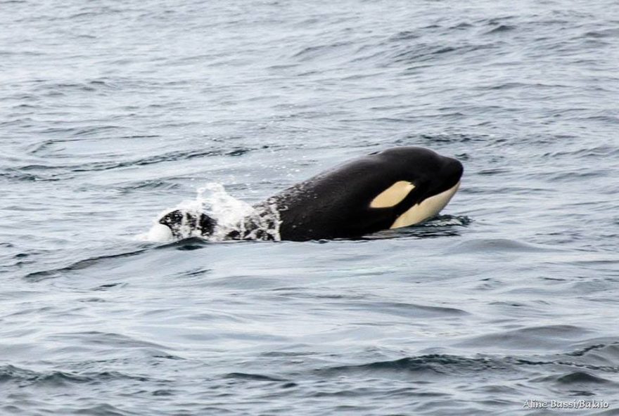 orcas-no-brasil3A-entenda-a-presenca-desses-gigantes-dos-mares-na-costa-sudeste