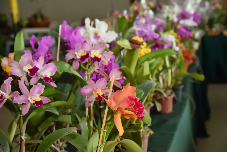 Foto: Belas orquídeas em exposição para visitantes da 18ª Exposição de Orquídeas e Rosas do Deserto (Foto: Rodrigo Estrela)