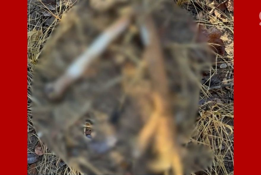 ossada-humana-encontrada-em-barao-de-grajau3A-populacao-espera-respostas-e-justica