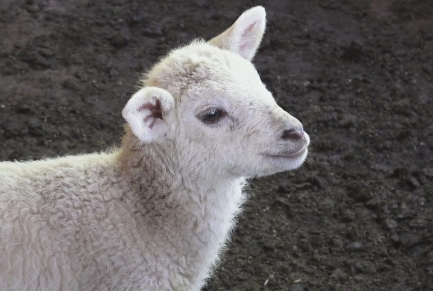 ovelha-no-parana-da-a-luz-cinco-filhotes-de-uma-vez-e-ganham-nomes-da-turma-da-monica3A-raridade-no-mundo-animal