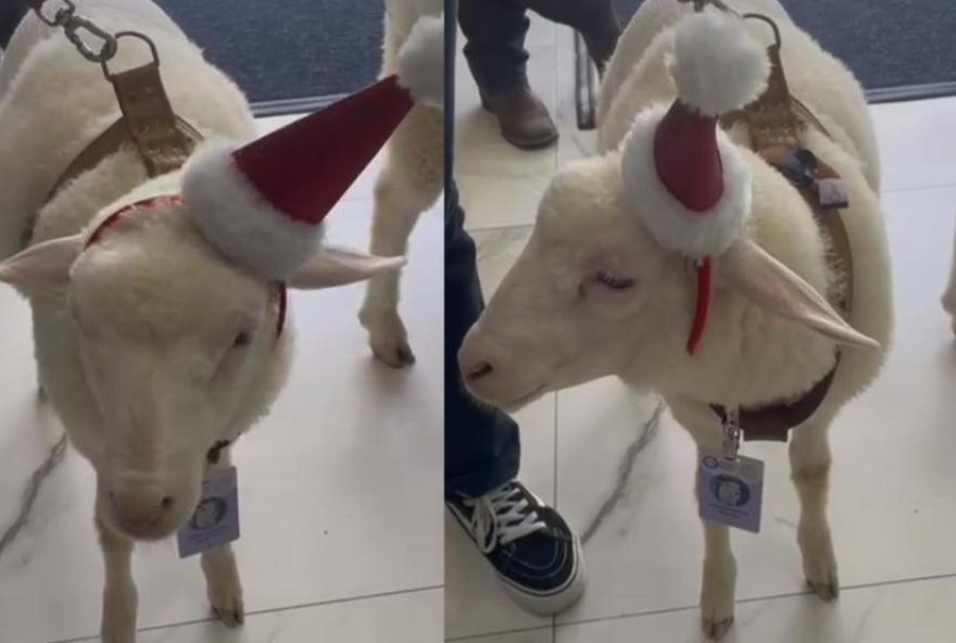 ovelhas-com-touquinhas-de-natal-levam-alegria-a-pacientes-em-hospital-de-curitiba ovelhas-com-touquinhas-de-natal-levam-alegria-a-pacientes-em-hospital-de-curitiba