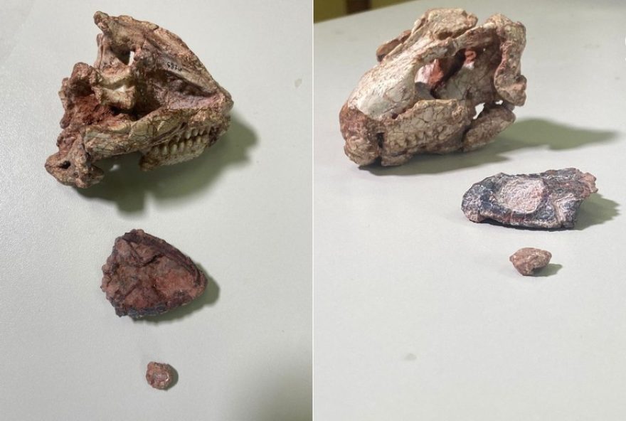 paleontologos-da-ufsm-descobrem-menor-reptil-fossil-do-triassico-na-america-do-sul paleontologos-da-ufsm-descobrem-menor-reptil-fossil-do-triassico-na-america-do-sul