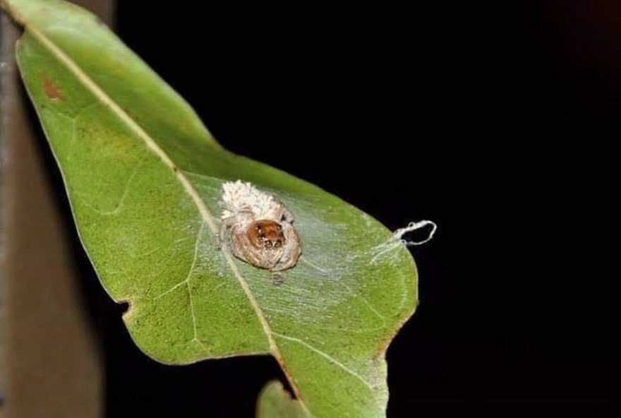 parasitas-induzem-aranhas-a-reforcarem-teias-em-novo-estudo