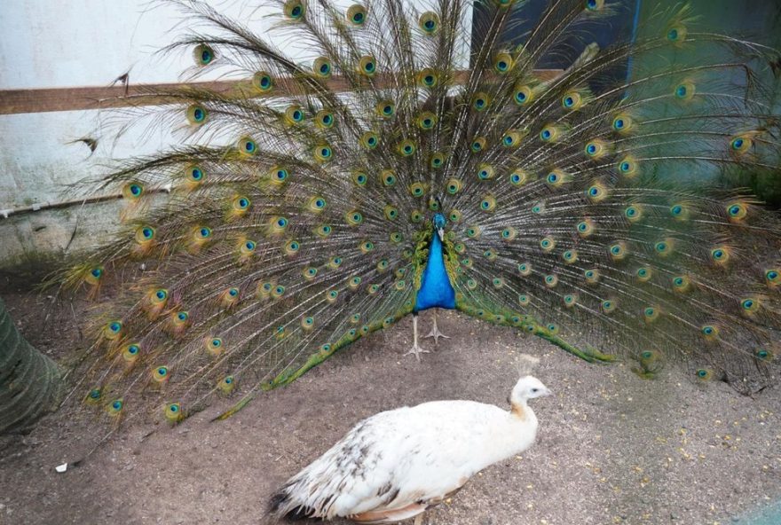 parque-ecologico-de-mongagua-recebe-licenca-de-jardim-zoologico3A-saiba-mais parque-ecologico-de-mongagua-recebe-licenca-de-jardim-zoologico3A-saiba-mais