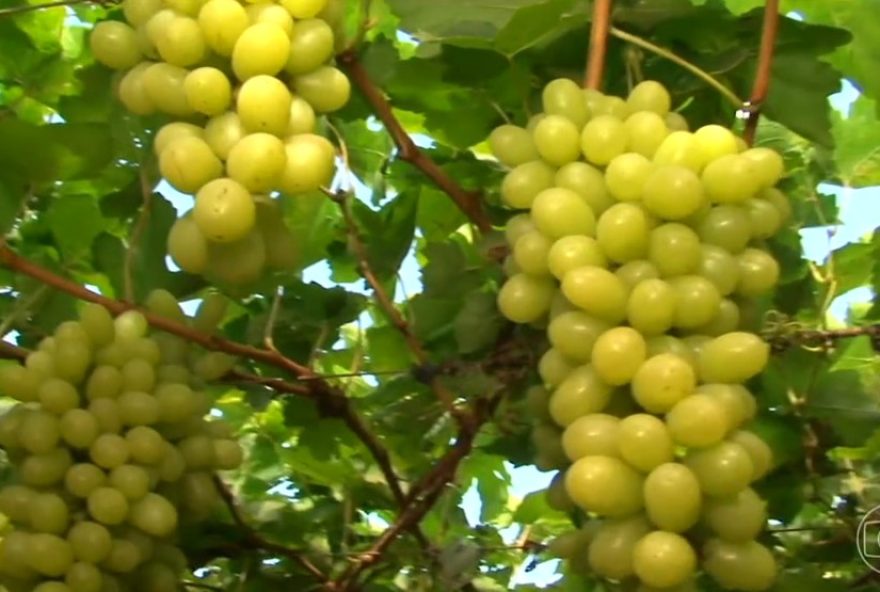 participe-da-pesquisa-sobre-perfil-do-consumidor-de-frutas-no-vale-do-sao-francisco