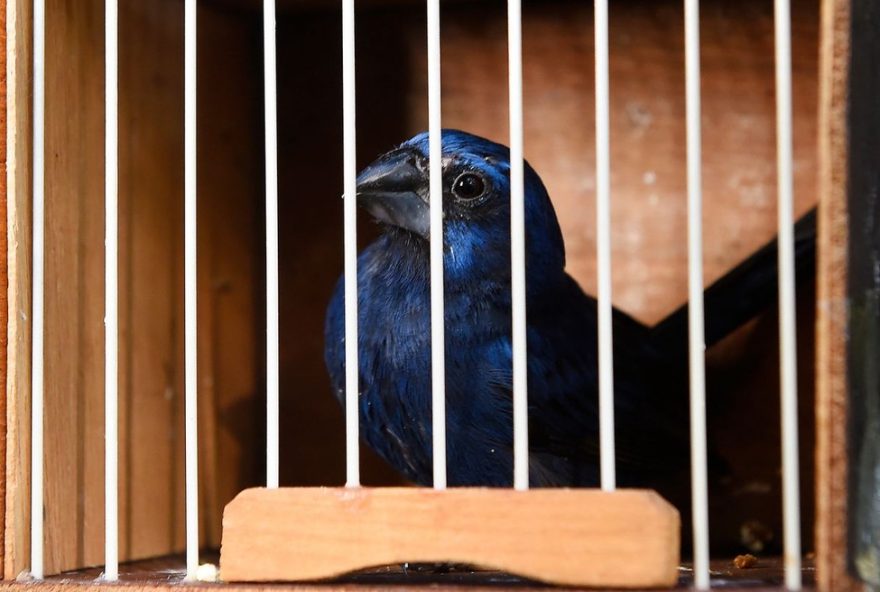 passaros-resgatados-em-operacao-contra-trafico-de-animais-retornam-a-natureza-no-parana
