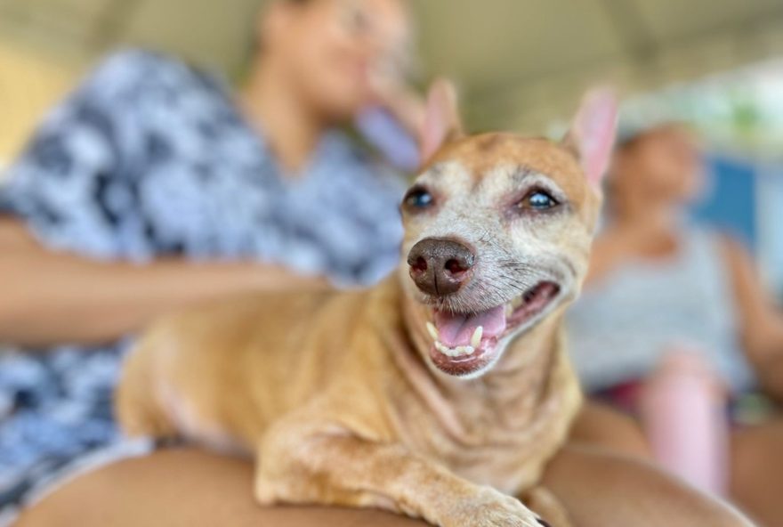 passeie-com-seu-pet-em-fortaleza3A-15-locais-para-diversao-garantida