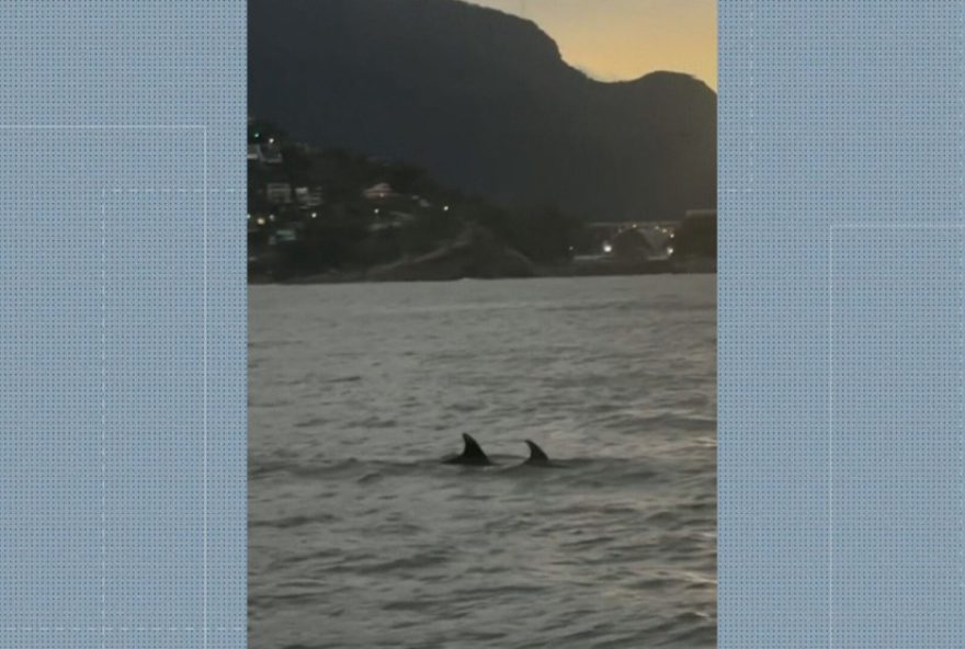 passeio-de-stand-up-paddle-na-barra-da-tijuca-surpreende-alunos-com-golfinhos2C-baleia-e-tartaruga3A-um-encontro-magico-com-a-vida-marinha
