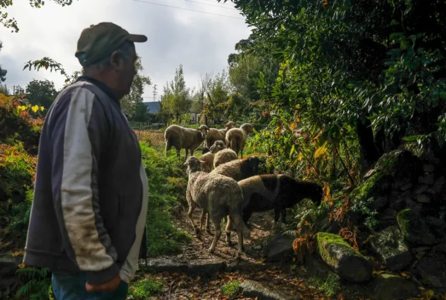 pastoreando-ovelhas-no-local-onde-sera-construida-estacao-de-tgv pastoreando-ovelhas-no-local-onde-sera-construida-estacao-de-tgv