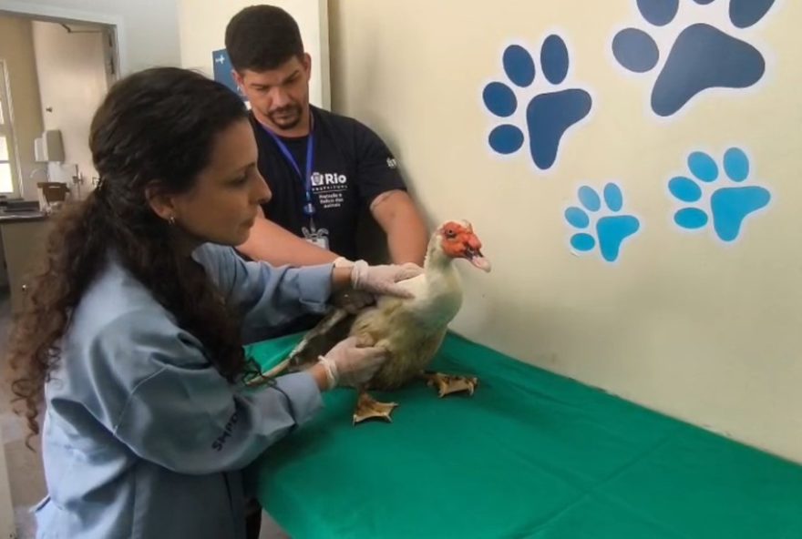 patos-e-ganso-furtados-retornam-ao-parque-guinle-apos-quarentena-veterinaria patos-e-ganso-furtados-retornam-ao-parque-guinle-apos-quarentena-veterinaria