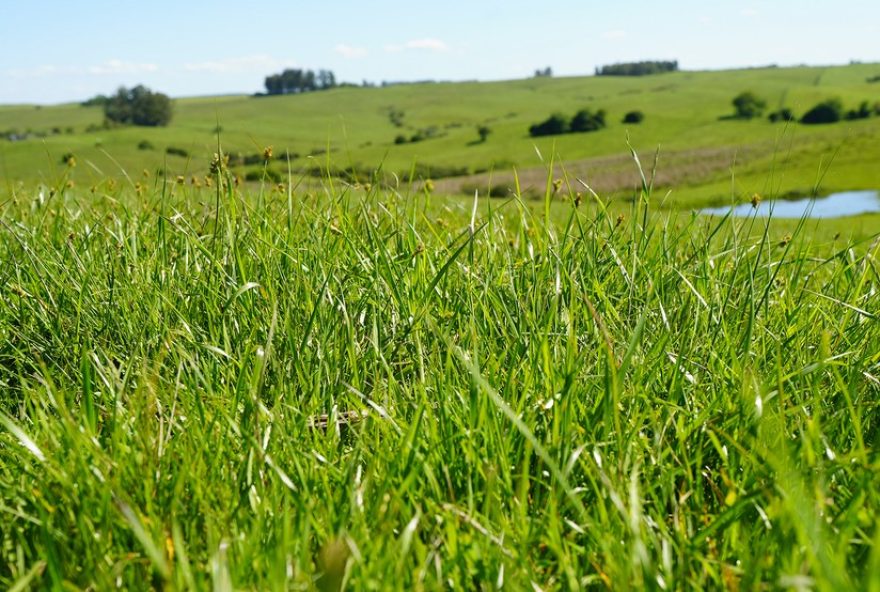 pecuaria-e-cacau-sustentaveis3A-como-o-financiamento-climatico-transforma-o-campo pecuaria-e-cacau-sustentaveis3A-como-o-financiamento-climatico-transforma-o-campo