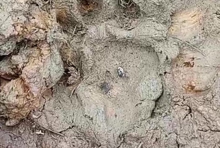 pegadas-de-animal-grande-sao-flagradas-em-cidade-apos-30-animais-mortos3A-vigilance-recomendada