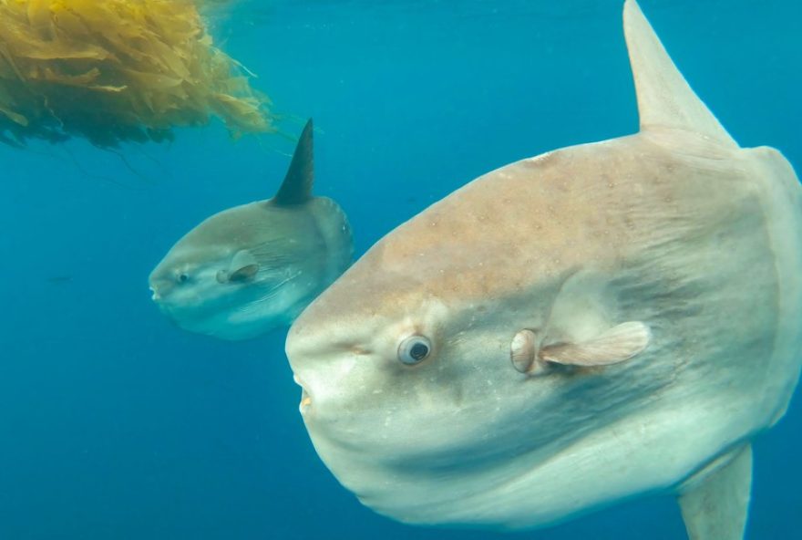 peixe-lua3A-curiosidades-e-caracteristicas-desse-grande-habitante-dos-oceanos