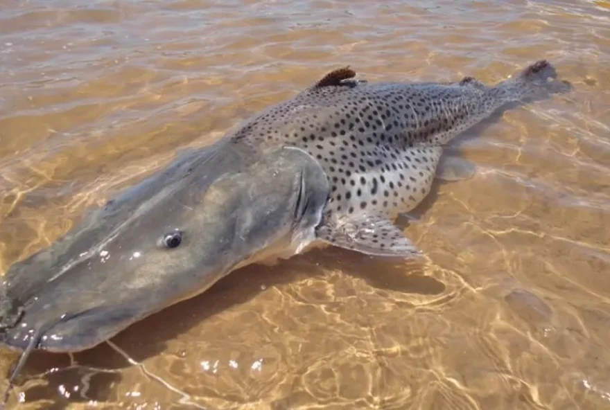 Não só a pesca será proibida como também a comercialização, transporte, armazenamento e a prática do pesque e solte. (Divulgação/Redes Sociais)