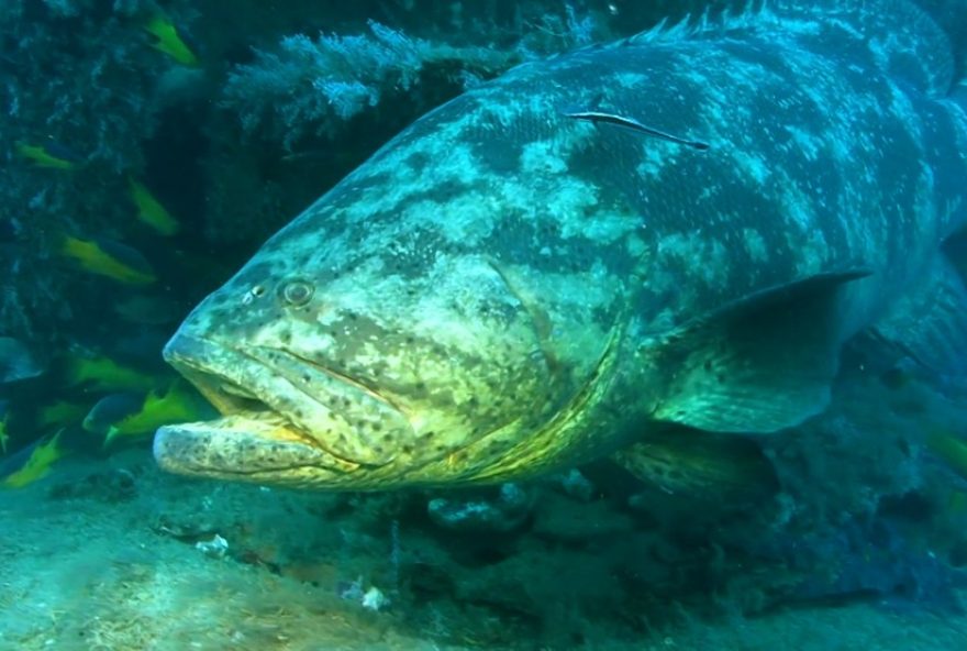 peixes-emitem-sons-no-ambiente-marinho3A-saiba-como-acontece peixes-emitem-sons-no-ambiente-marinho3A-saiba-como-acontece