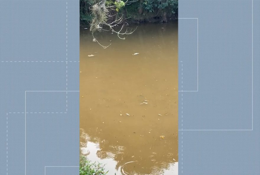 peixes-mortos-no-parque-tingui3A-moradores-flagram-cena-alarmante peixes-mortos-no-parque-tingui3A-moradores-flagram-cena-alarmante